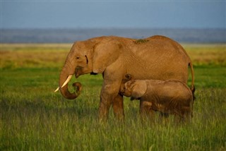 Guinea-Bissau