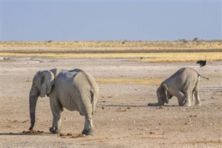 ギニアビサウ