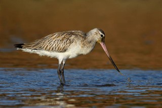 Guinea-Bissau