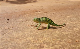 Guinea-Bissau