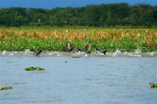 கென்யா