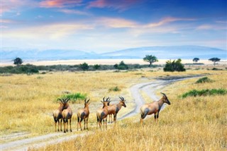 kenya