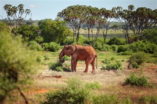 Kenya