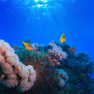 рифа