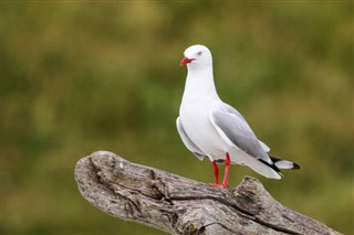 Kiribati