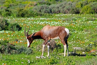 lesotho