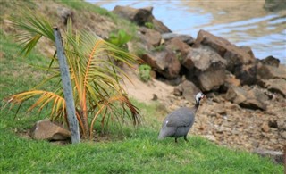 Malawi