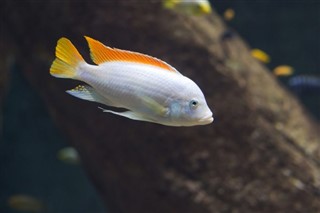 মালাউই