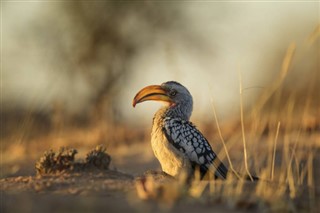 مالوی