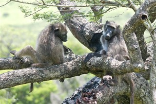 माली