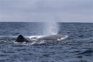 馬紹爾群島