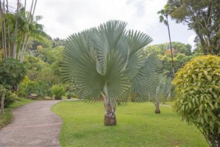 Martinique