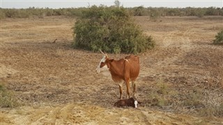 Mauritanië