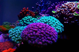 Micronezia