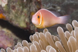 Micronésie