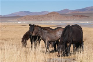 Mongolei