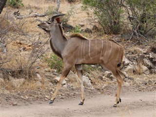 Moçambique