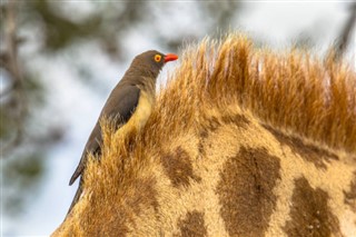 Mozambique