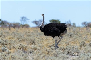 Namibia Prognoza meteo Namibia