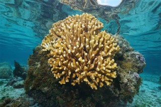 Ilha