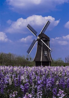 Nyderlandai