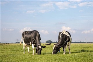 Nīderlande