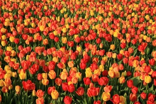 Nederland