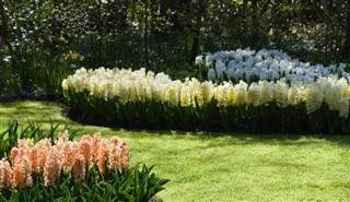 Holland