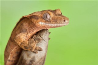 Naujoji
