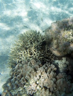 Nieuw-Caledonië