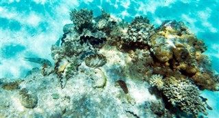 Naujoji