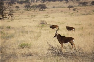 Niger