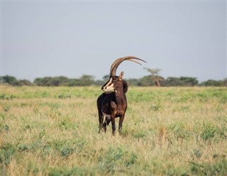 Niger