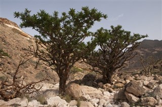 עומאן תחזית מזג האוויר עומאן