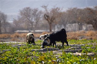 Pakistan