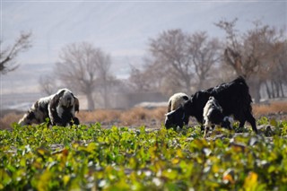 Pakistan