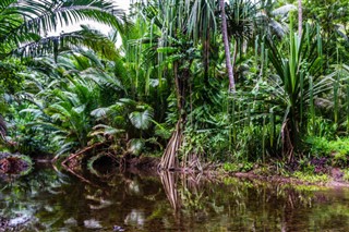 Papua-Uusi-Guinea