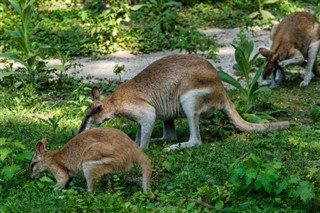 Papúa