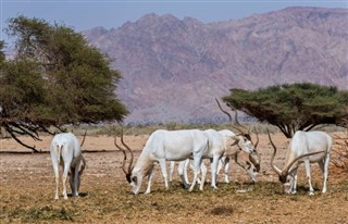 Saudi