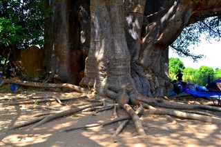 Senegalas