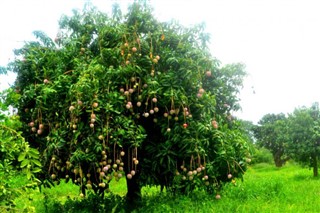 Senegal