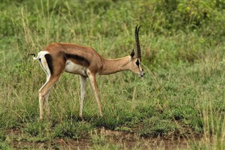 Senegal