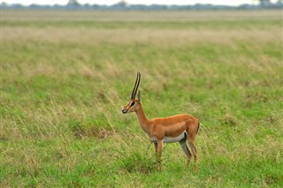 Sénégal