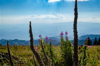 سربیا