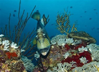 ソロモン諸島