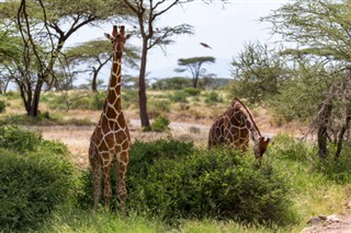 Somalië