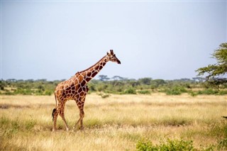 Somalië