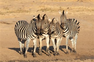 Afrique
