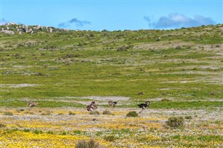 Zuid-Afrika