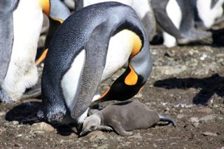 サウスジョージアザ・サウスサンドウィッチ諸島